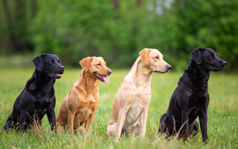¿Qué raza de perro es ideal para ti y tu familia?